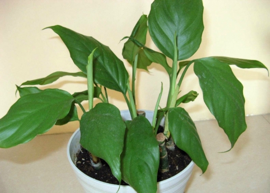 万年青有毒吗？万年青适合室内养吗？