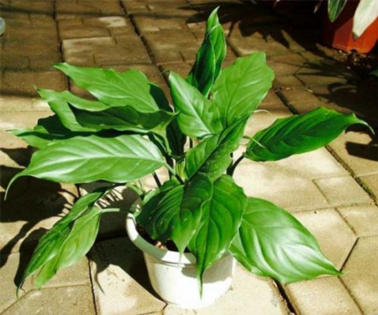 万年青有毒吗？万年青适合室内养吗？