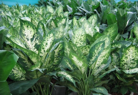 万年青夏季如何养：阴凉不积水即可