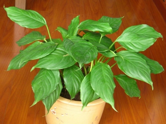 万年青叶子下垂 万年青叶子下垂:夏季避免强光直射