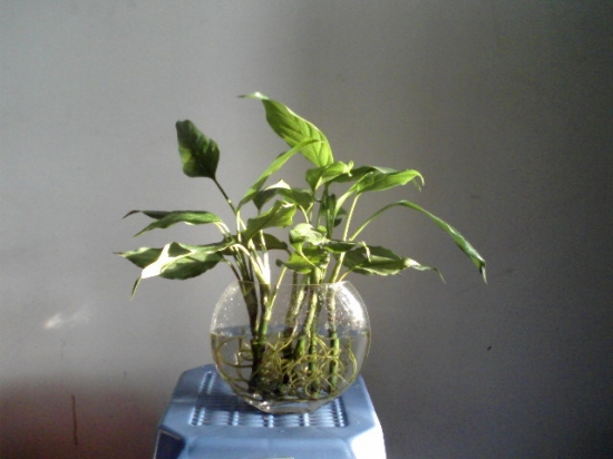 万年青水培 万年青水培办法:水培养殖办法及技术要点讲解