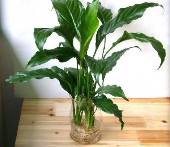 万年青与风水：有益身心、家庭和睦