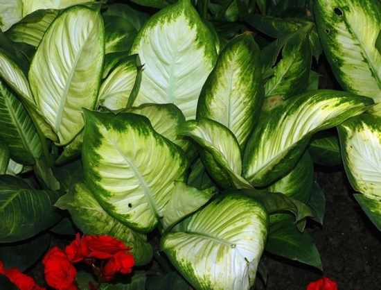 花叶万年青1图片 万年青图片附介绍:相册的图片免费下载