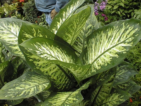 花叶万年青3图片 万年青图片附介绍:相册的图片免费下载