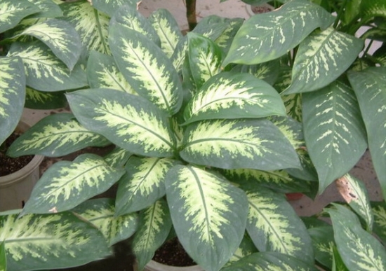 花叶万年青欣赏图片 万年青图片附介绍:相册的图片免费下载