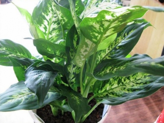 花叶万年青欣赏图片 万年青图片附介绍:相册的图片免费下载