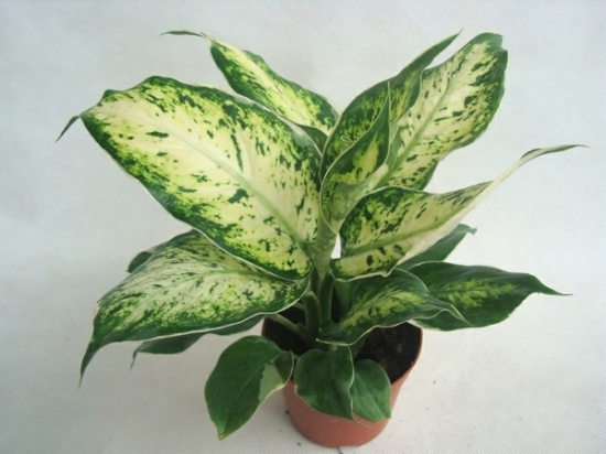 花叶万年青欣赏图片 万年青图片附介绍:相册的图片免费下载