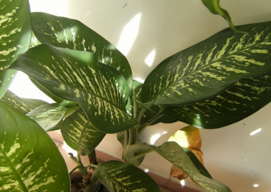 繁殖万年青有哪些办法