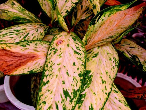 万年青花柱萎瘪、花蕾发黑腐烂如何办