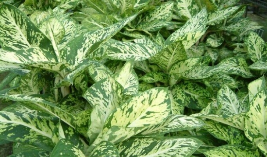 万年青有哪些特性?如何栽培