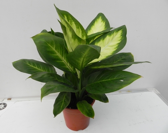 万年青有几种：6种万年青种类介绍