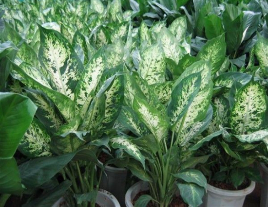 万年青有几种：6种万年青种类介绍