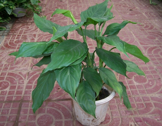 万年青有几种：6种万年青种类介绍