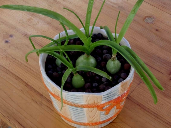 万年青有几种：6种万年青种类介绍