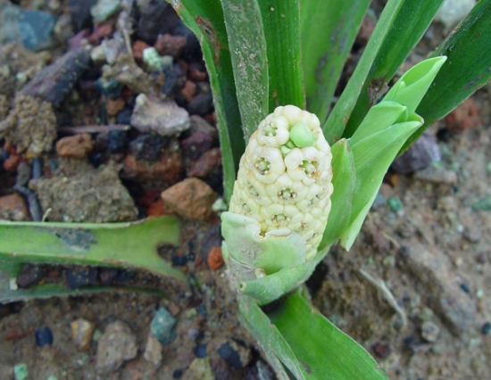 万年青有几种：6种万年青种类介绍