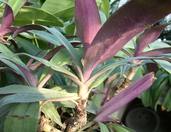 万年青有几种：6种万年青种类介绍