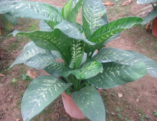 万年青有几种：6种万年青种类介绍