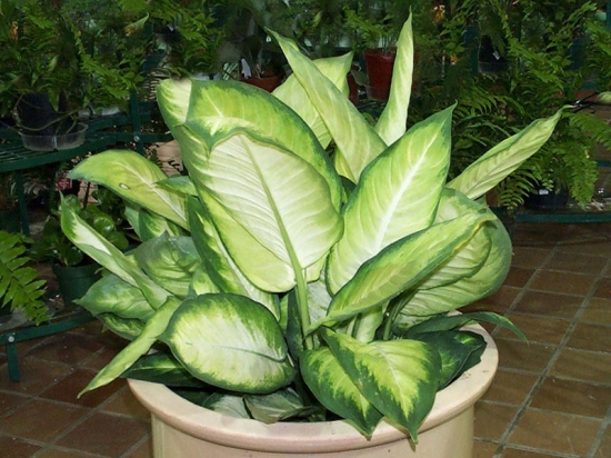 万年青盆栽 万年青价格:盆景低至3.5元每盆