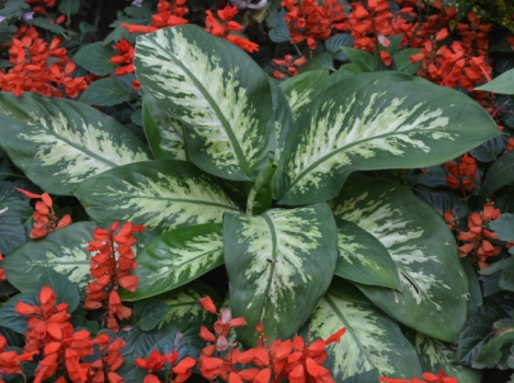 花叶万年青欣赏图 万年青叶子发黄:常见病因和处理办法