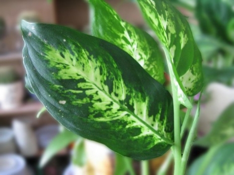 花叶万年青叶片欣赏图 万年青叶子发黄:常见病因和处理办法