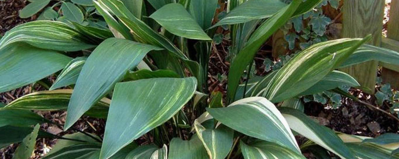 一叶兰叶子发黄是如何回事