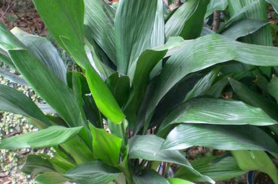 一叶兰叶子发黄是如何回事