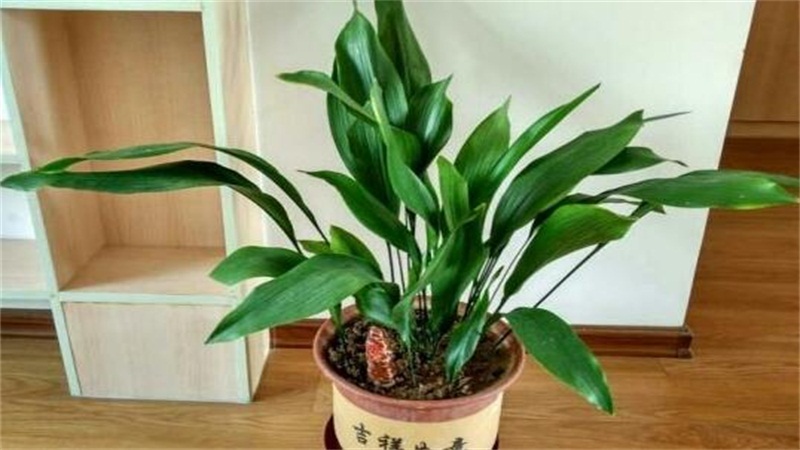 一叶兰如何养