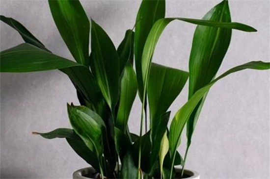 一叶兰如何养