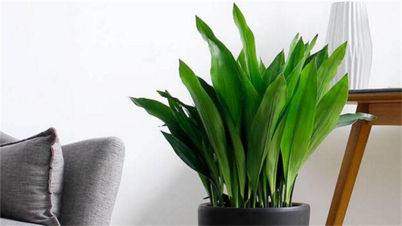 一叶兰的养殖办法和留意事项