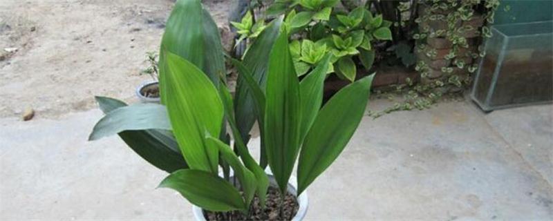 一叶兰如何养