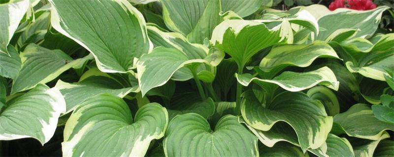 一叶兰的养殖办法和留意事项