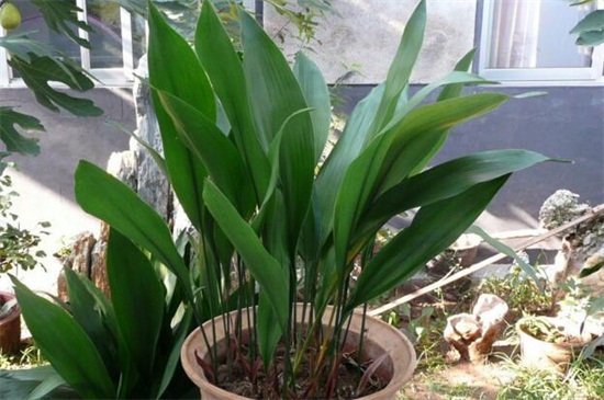 一叶兰的养殖办法和留意事项