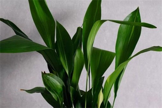 一叶兰的养殖办法和留意事项
