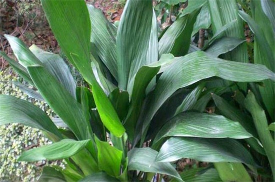 一叶兰如何不长新芽,控制温度/光照/营养/花盆是关键