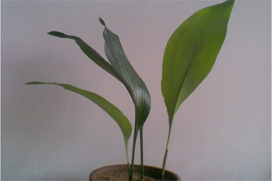 一叶兰如何不长新芽,控制温度/光照/营养/花盆是关键