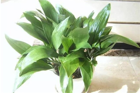 一叶兰如何不长新芽,控制温度/光照/营养/花盆是关键