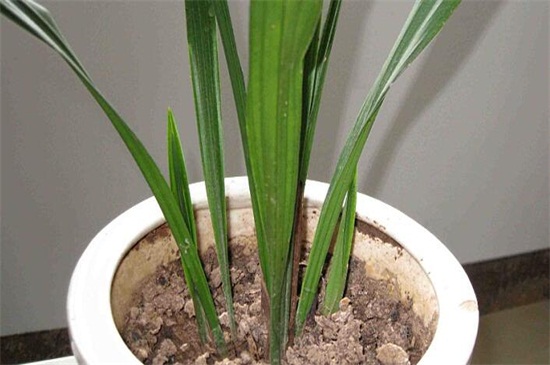 一叶兰如何不长新芽,控制温度/光照/营养/花盆是关键