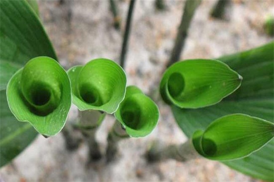 一叶兰如何不长新芽,控制温度/光照/营养/花盆是关键