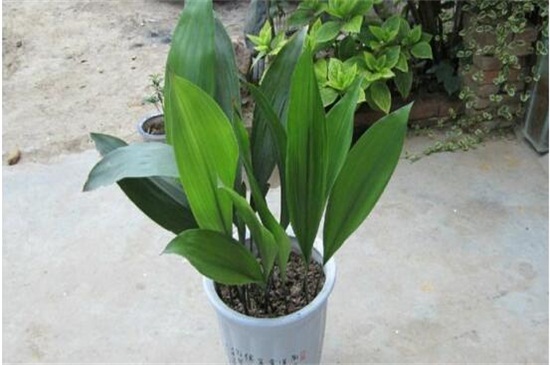 一叶兰如何不长新芽,控制温度/光照/营养/花盆是关键