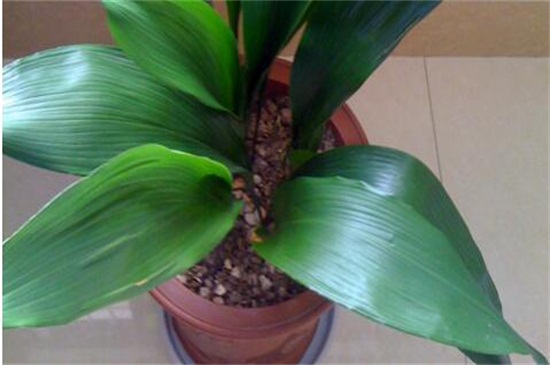 一叶兰如何不长新芽,控制温度/光照/营养/花盆是关键