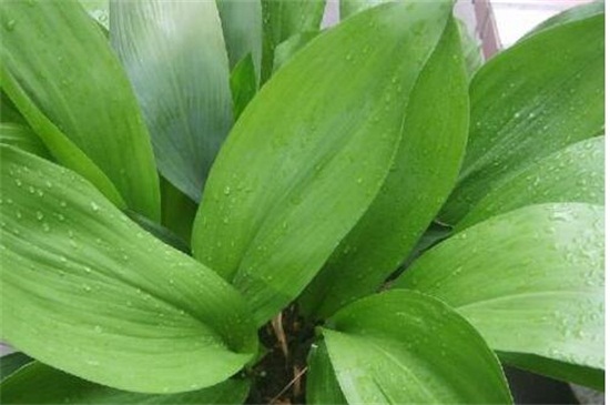 一叶兰如何不长新芽,控制温度/光照/营养/花盆是关键