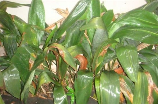 一叶兰如何不长新芽,控制温度/光照/营养/花盆是关键