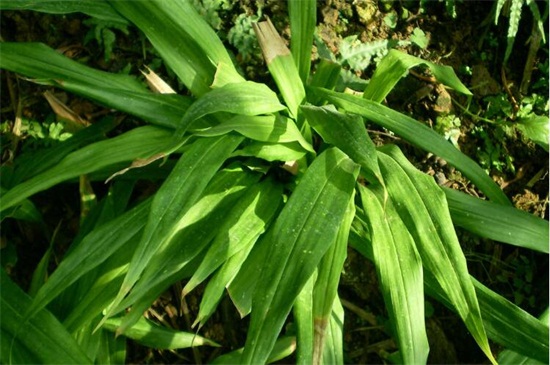 一叶兰如何不长新芽,控制温度/光照/营养/花盆是关键