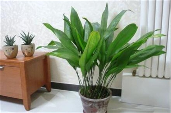 一叶兰如何不长新芽,控制温度/光照/营养/花盆是关键
