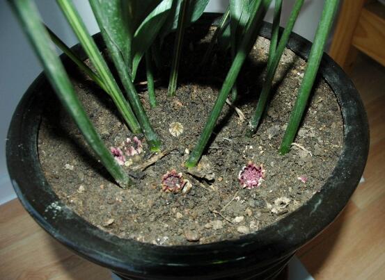 如何让一叶兰爆盆，5个步骤让一叶兰郁郁葱葱迅速爆盆