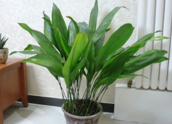 如何让一叶兰爆盆，5个步骤让一叶兰郁郁葱葱迅速爆盆