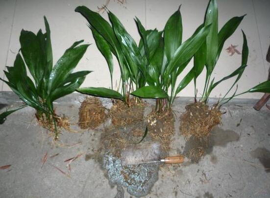 如何让一叶兰爆盆，5个步骤让一叶兰郁郁葱葱迅速爆盆