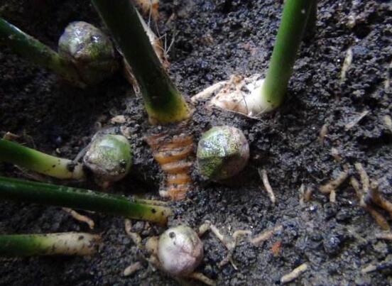 如何让一叶兰爆盆，5个步骤让一叶兰郁郁葱葱迅速爆盆