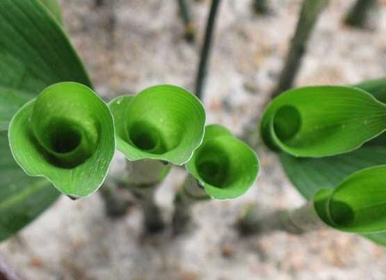 如何让一叶兰爆盆，5个步骤让一叶兰郁郁葱葱迅速爆盆