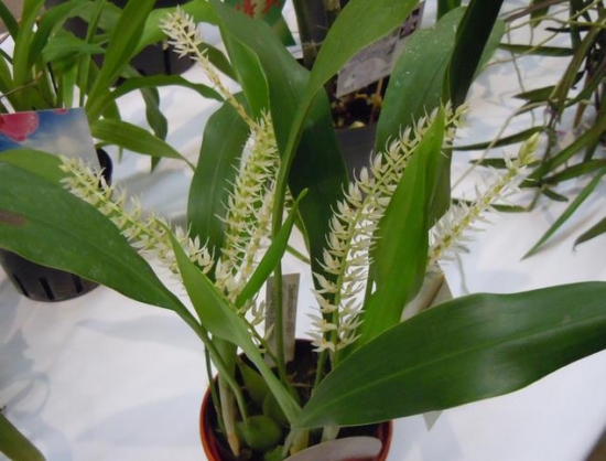 一叶兰 如何科学繁殖一叶兰